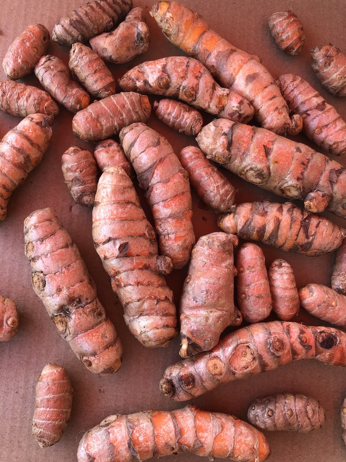 10pc Turmeric Roots Curcuma Longa Fresh Roots Ready To Plant