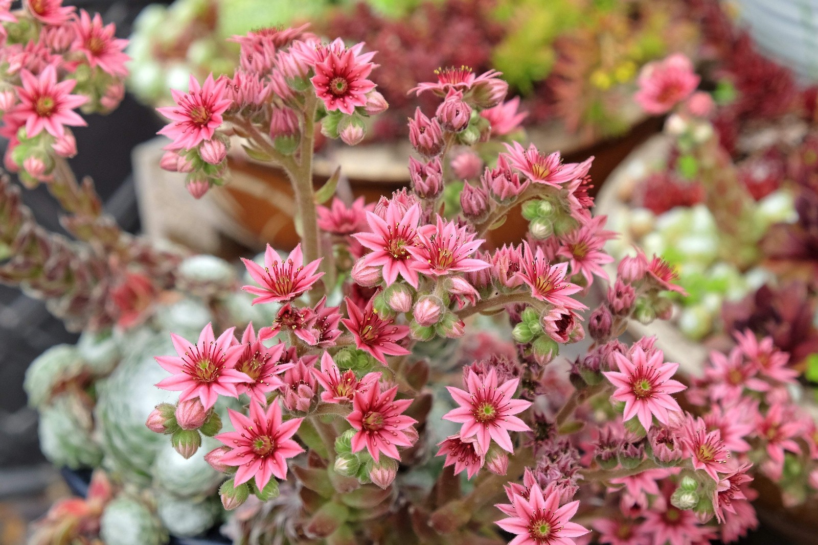 25 MIXED HENS & CHICKS Chickens Succulent Live Forever Sempervivum Flower Seeds