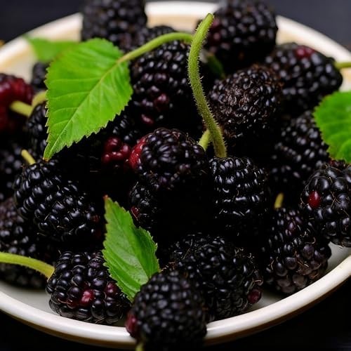 1500+ Mixed Fruit Tree Seeds – 6 Varieties: Strawberry, Blueberry, Raspberry, Mu