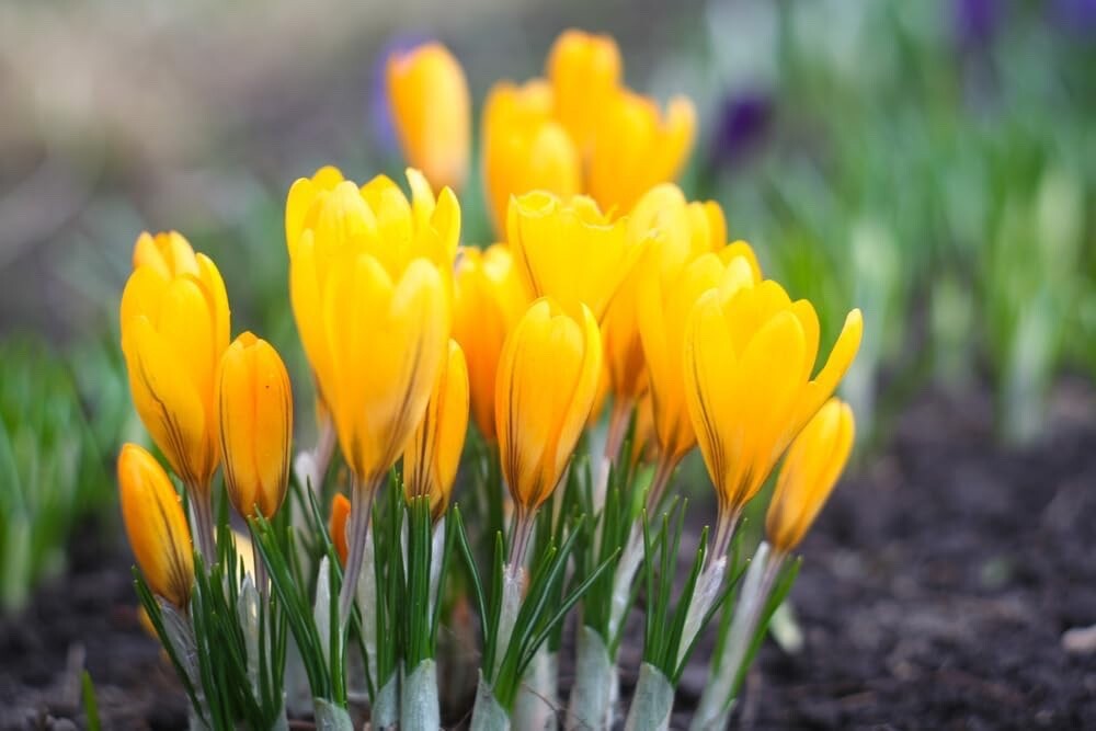 Golden Yellow Crocus Bulbs for Planting