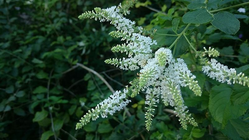 Buddleja asiatica. White butterfly bush Winter lilac 20 seeds