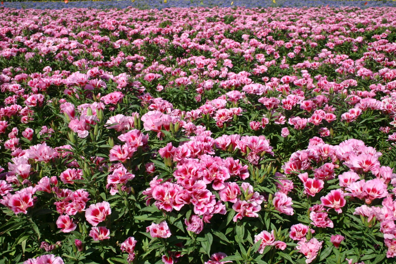 Godetia Pink to Red, Clarkia. 1000 Seeds Free Shipping!