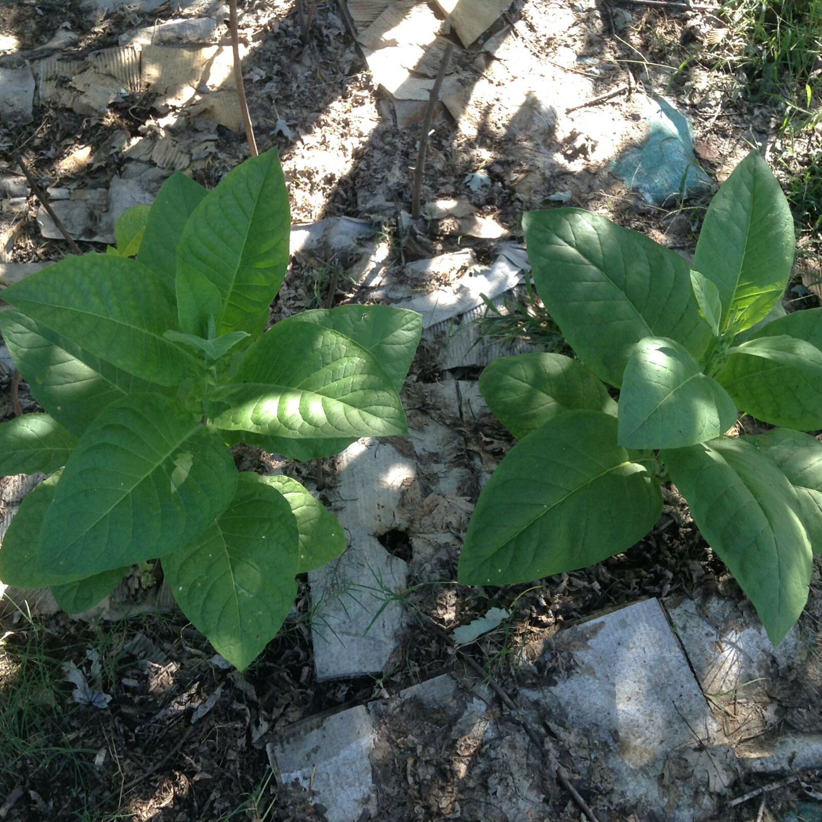 Connecticut Broadleaf tobacco seeds (1000+ seeds)