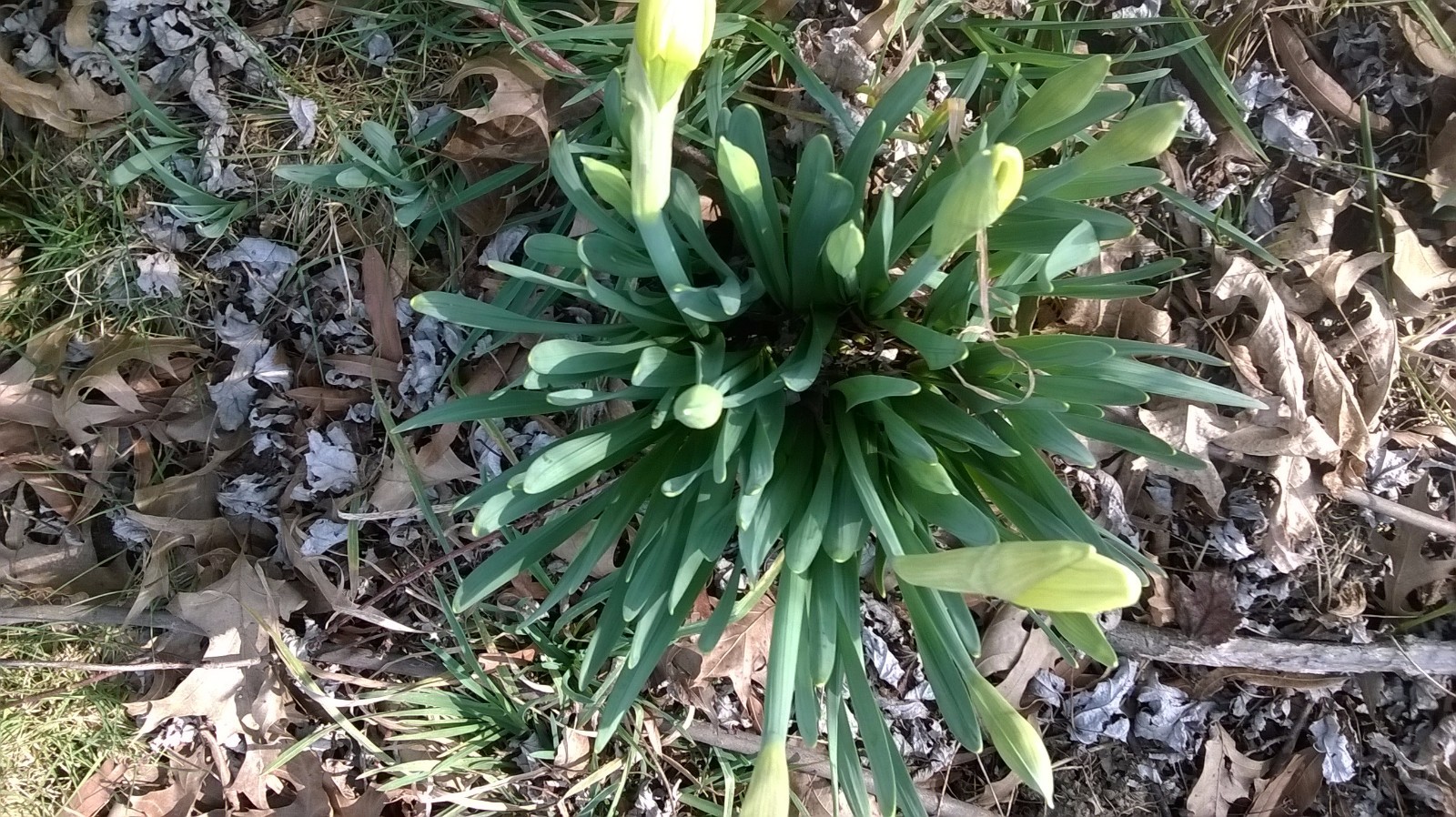 Live Daffodils clump, variety unknown