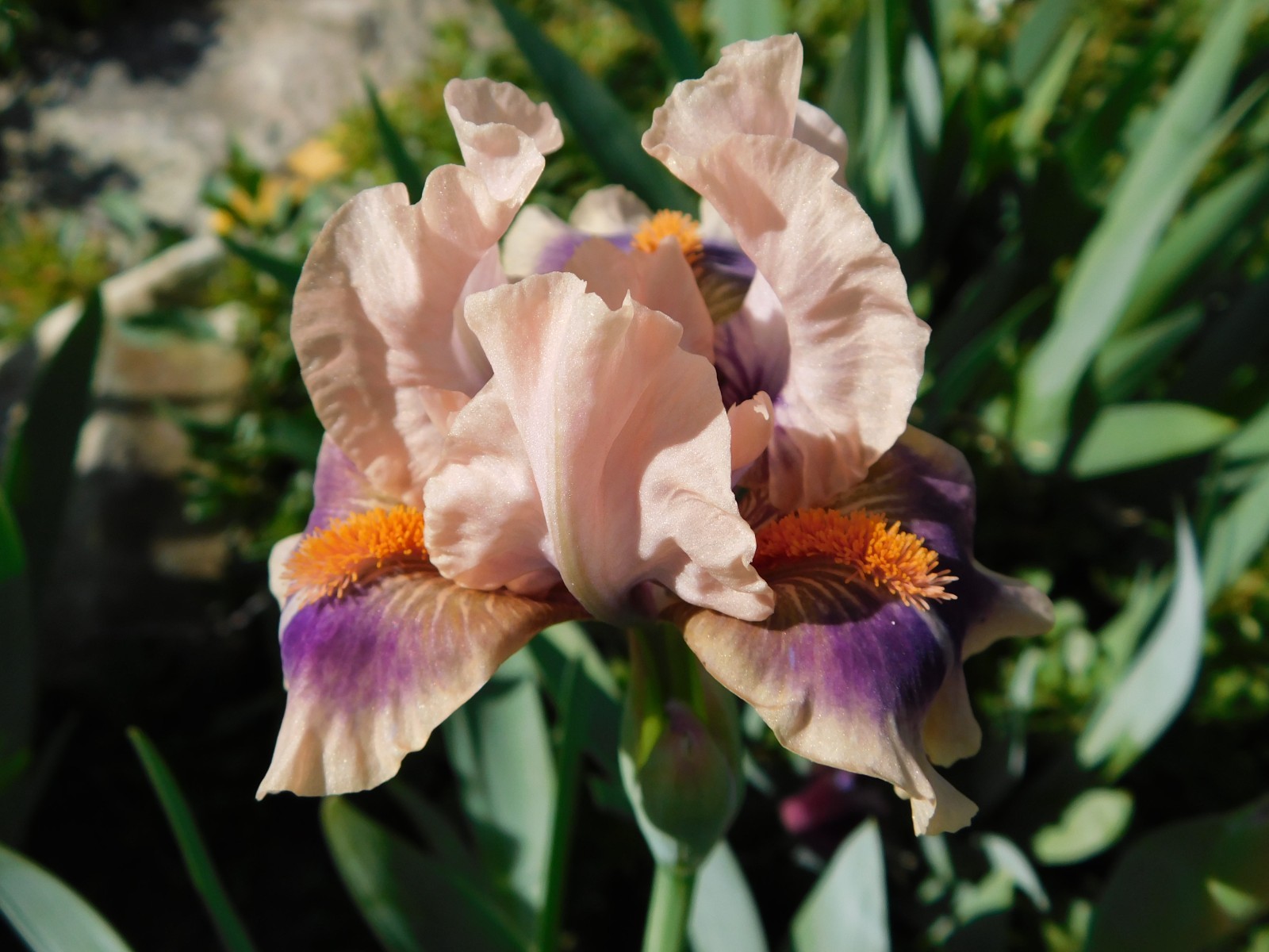 Standard Dwarf Bearded Iris GRAPE MOON LOT OF 2