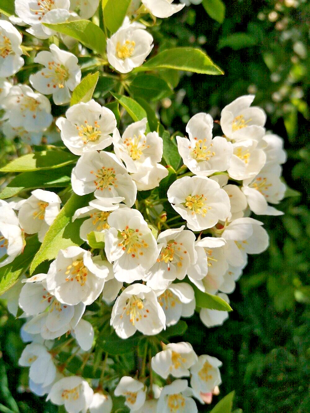 Sargent’s Crabapple Tree | Premium Seeds | Malus sargentii ‘Fall’ | Plants’®