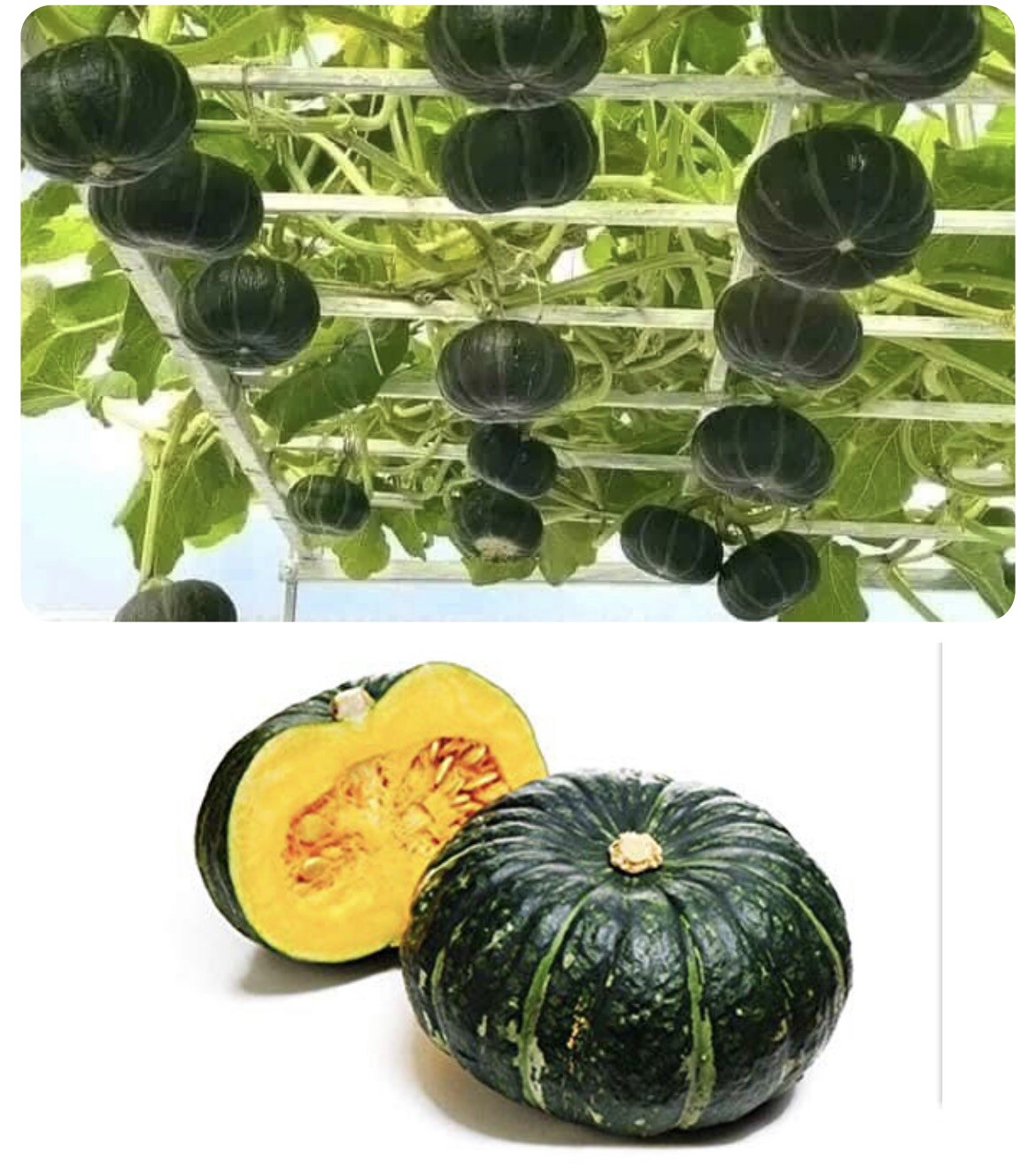 10+ Seeds Bí Đỏ Nhật F1 SHICHI Super High + 20 Seed Kabocha Japanese Pumpkin USA
