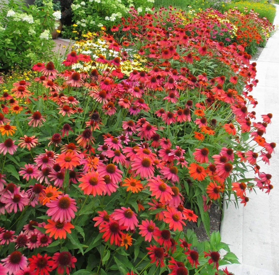 Red & Orange Cheyenne Spirit Mix 30+ Fresh Seeds Coneflower Echinacea Farm Fresh