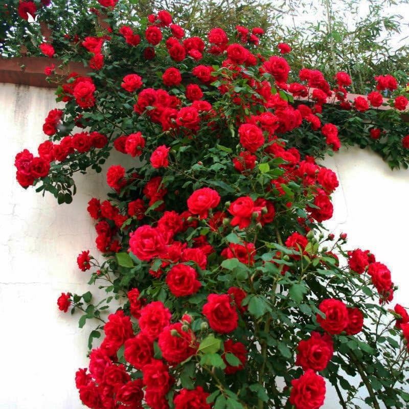 300+mixed Climbing Rose Rosa Seeds for Planting Outdoors -heirloom Garden Vine H