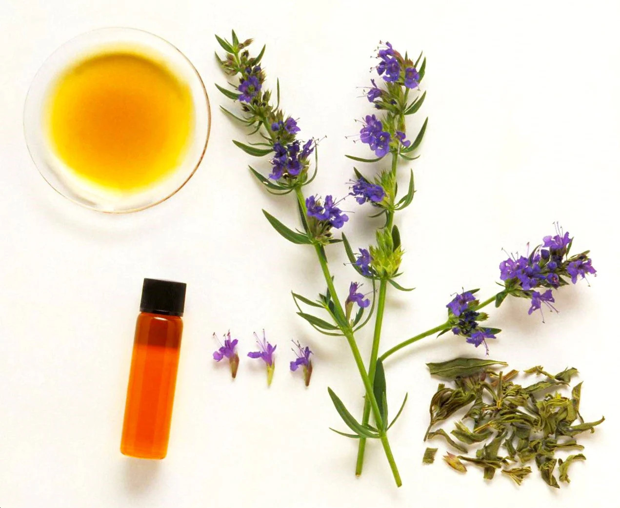 Blue Hyssop Seeds | Hyssopus Officinalis Flower Therapy Medicinal Herb Seed 2024