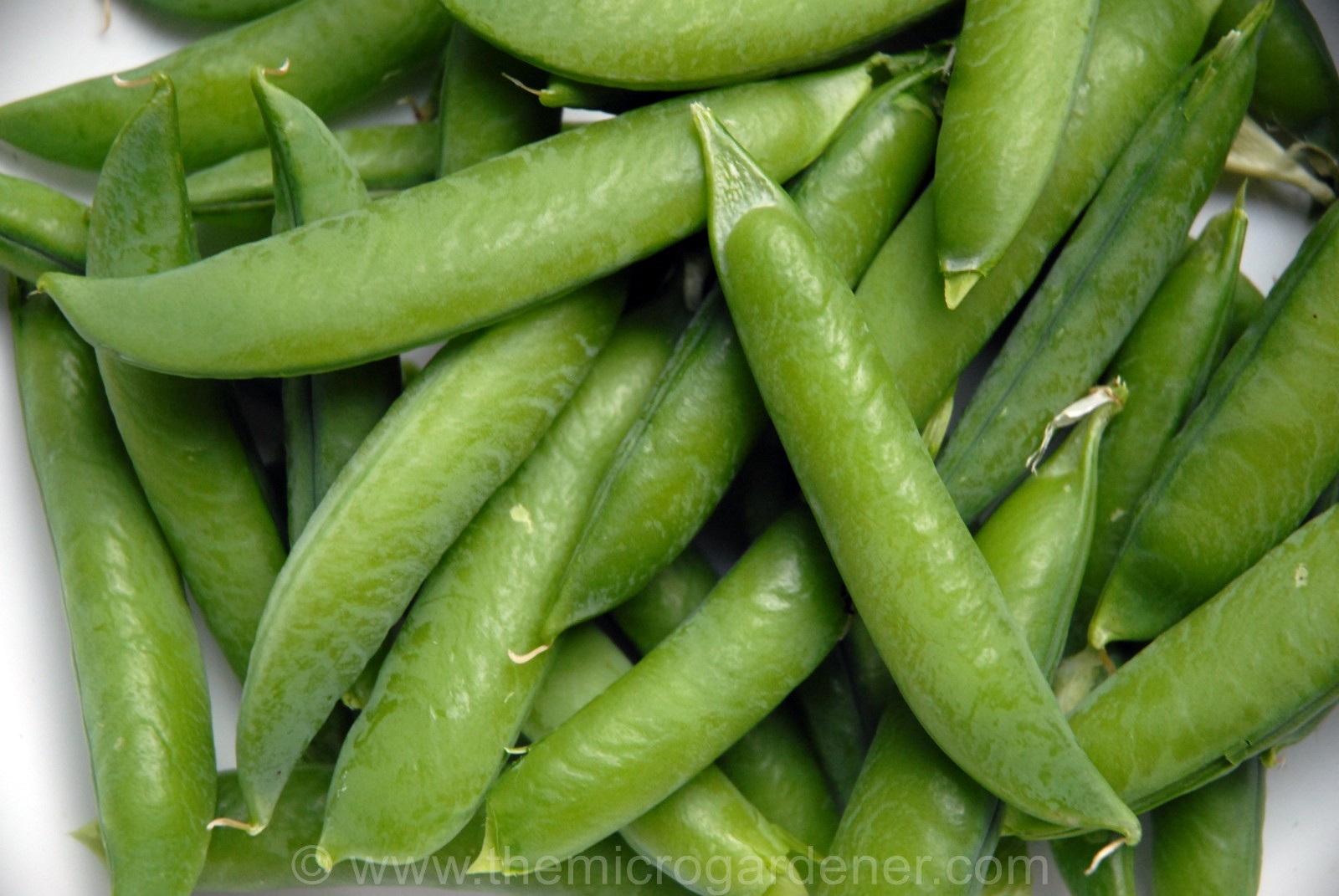 SUGAR SNAP PEA SEEDS * SNAP PEA * CRISP & TENDER * 100 COUNT PKT .