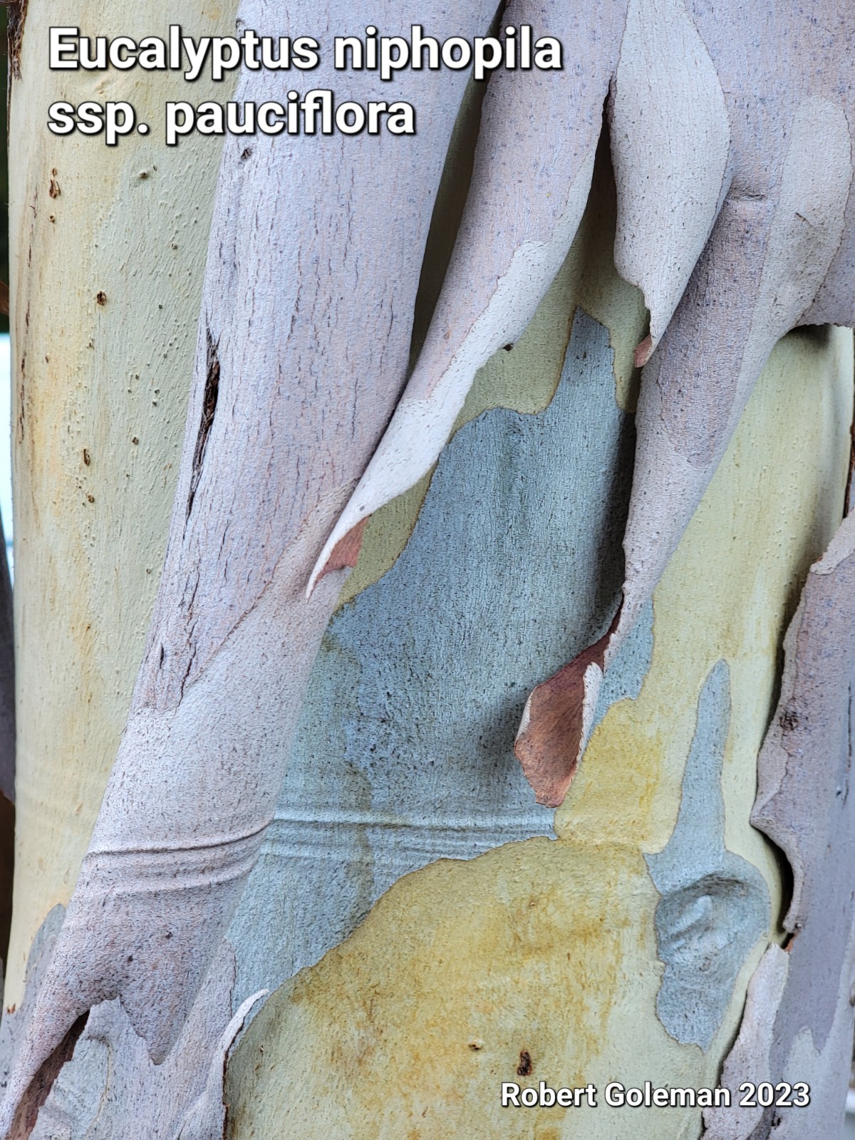 Eucalyptus pauciflora ssp. niphophila – Australian Snow Gum – Fresh Seeds