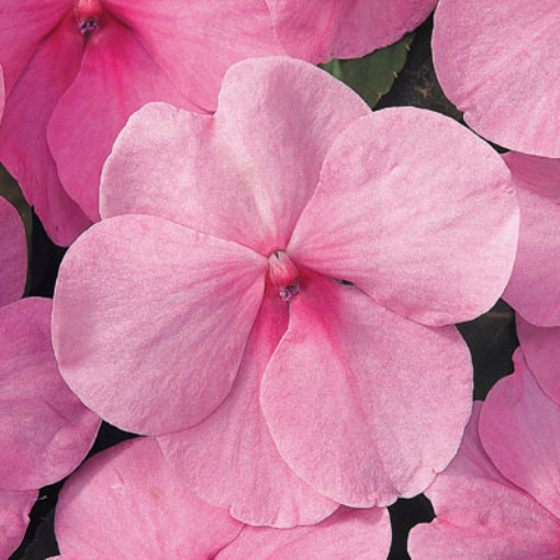 Pink Impatiens Seeds, Heirloom Impatiens Seeds, Non-Gmo Annual Flower Seeds 50ct
