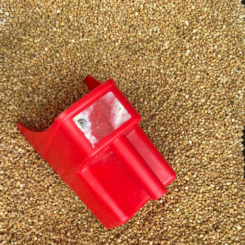 1000 Stratified American Ginseng Seeds. Grow your own Wild Ginseng Roots