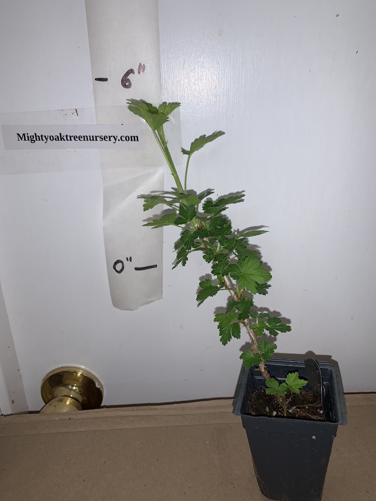 Hinnomaki Red Gooseberry Plant well rooted starter plant 6-12 inches tall