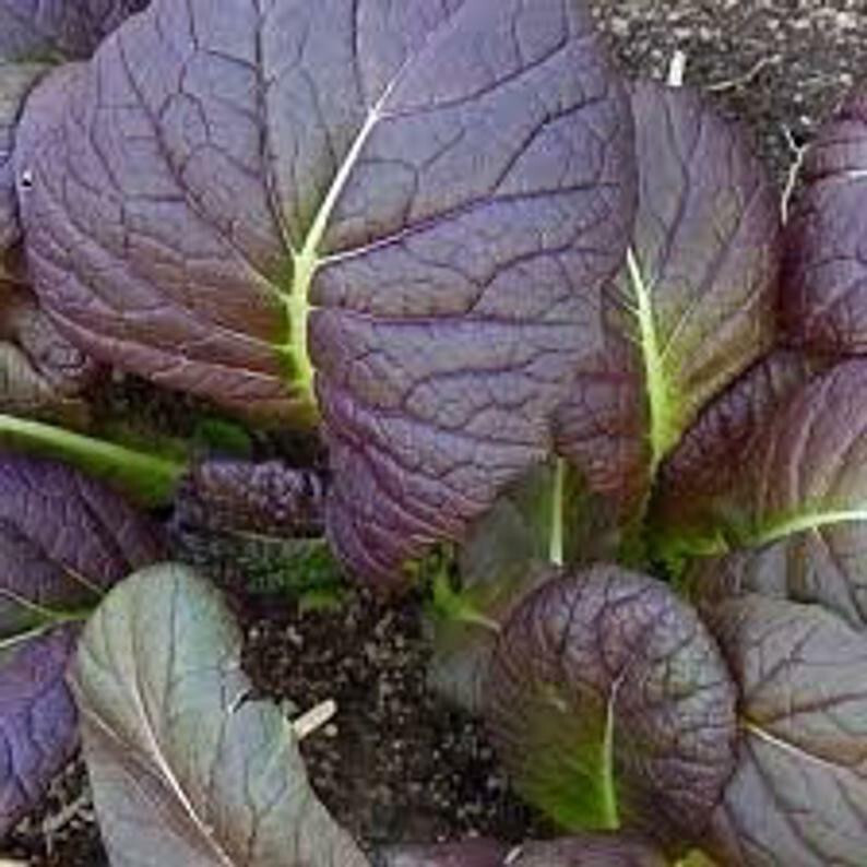SCARBOROUGH SEEDS Osaka Purple Mustard 500 Seeds-Open Pollinated-Non GMO-USA