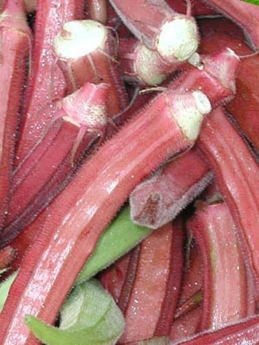Okra RED Burgundy Great Heirloom Vegetable By Seed Kingdom 150 Seeds