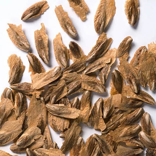 Incense Cedar, Calocedrus decurrens (Libocedrus decurrens), Tree Seeds