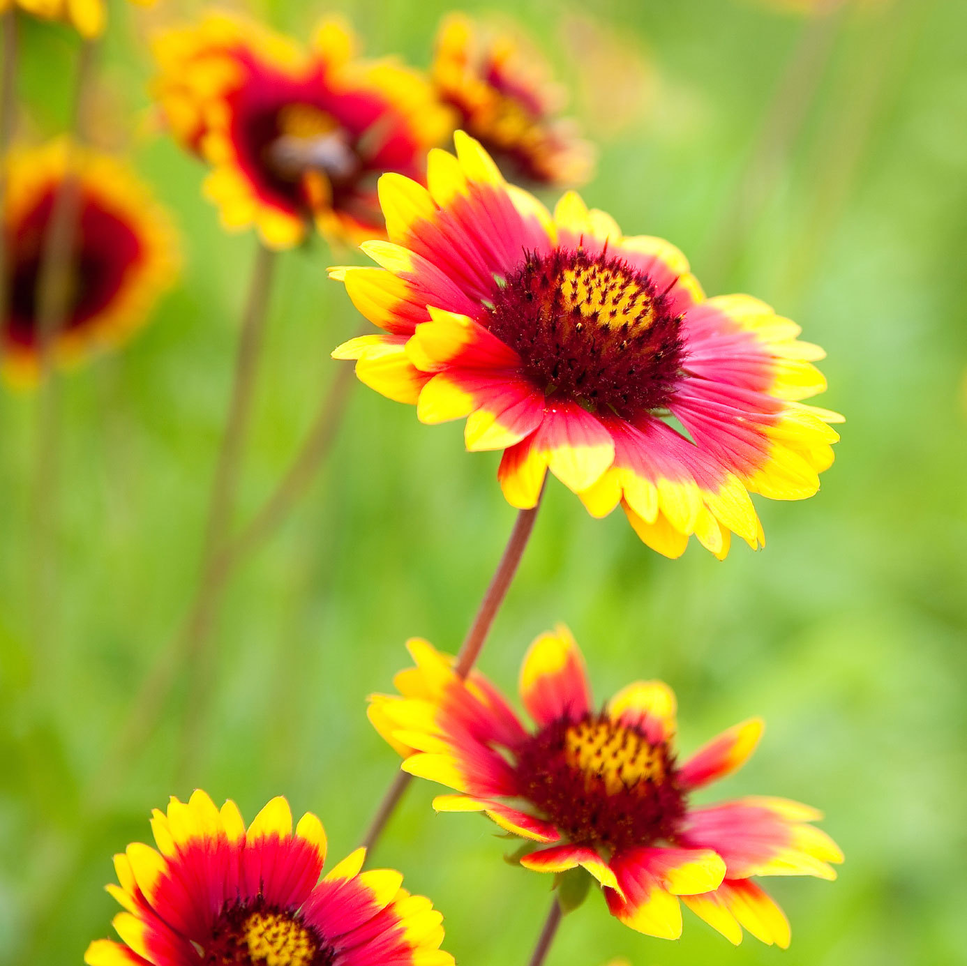 201+BLANKET FLOWER Seeds Native Wildflower Perennial Drought Heat Container Easy