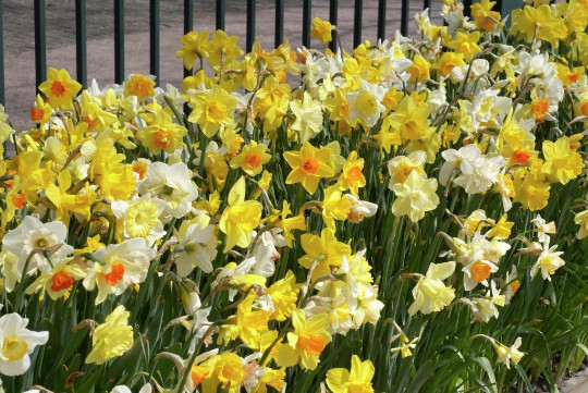 5 mixed Daffodil & Narcissus bulbs ~Woodland gardens ~Naturalize **Spring Planti