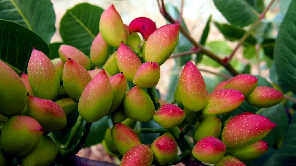 Pistachio Nut Tree Seeds (Pistacia vera) Hardy-Zone 7 Edible Garden Plant