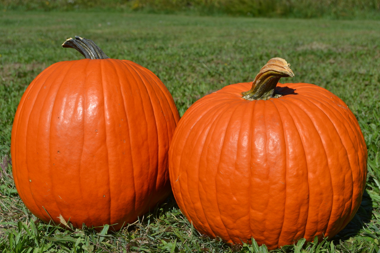Big Max Pumpkin, Cucurbita pepo Big Max, Seeds (up to 100 pounds)