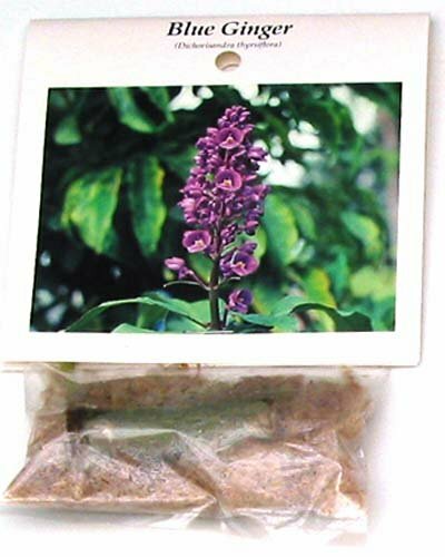 1 Hawaiian Blue Ginger Plant Root – Easy to Grow- Fragrant Once Bloomed