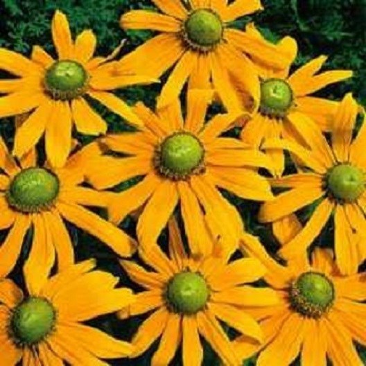 Rudbeckia Seeds Hirta Green Eyes 250 Flower Seeds PERENNIAL