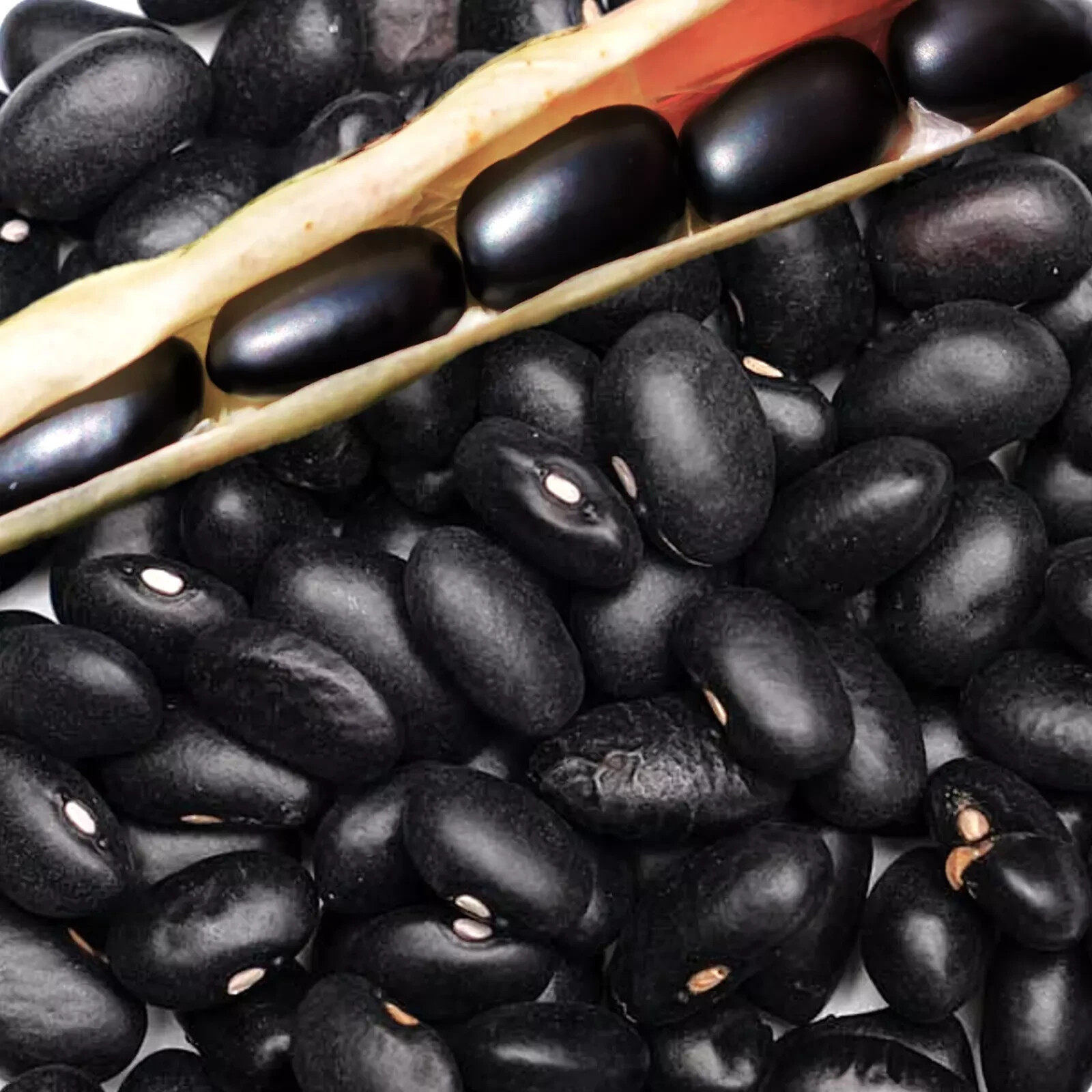 1/4 pound Black Bean Seeds