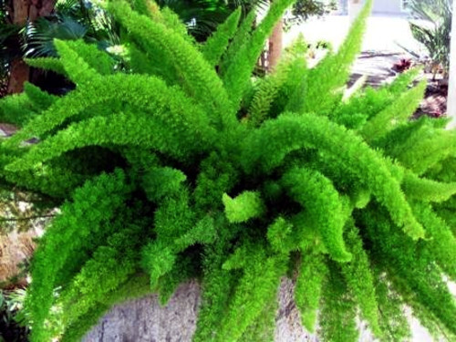 100 ASPARAGUS FOXTAIL FERN Seeds Myers Houseplant Tropical Flower Garden RARE!