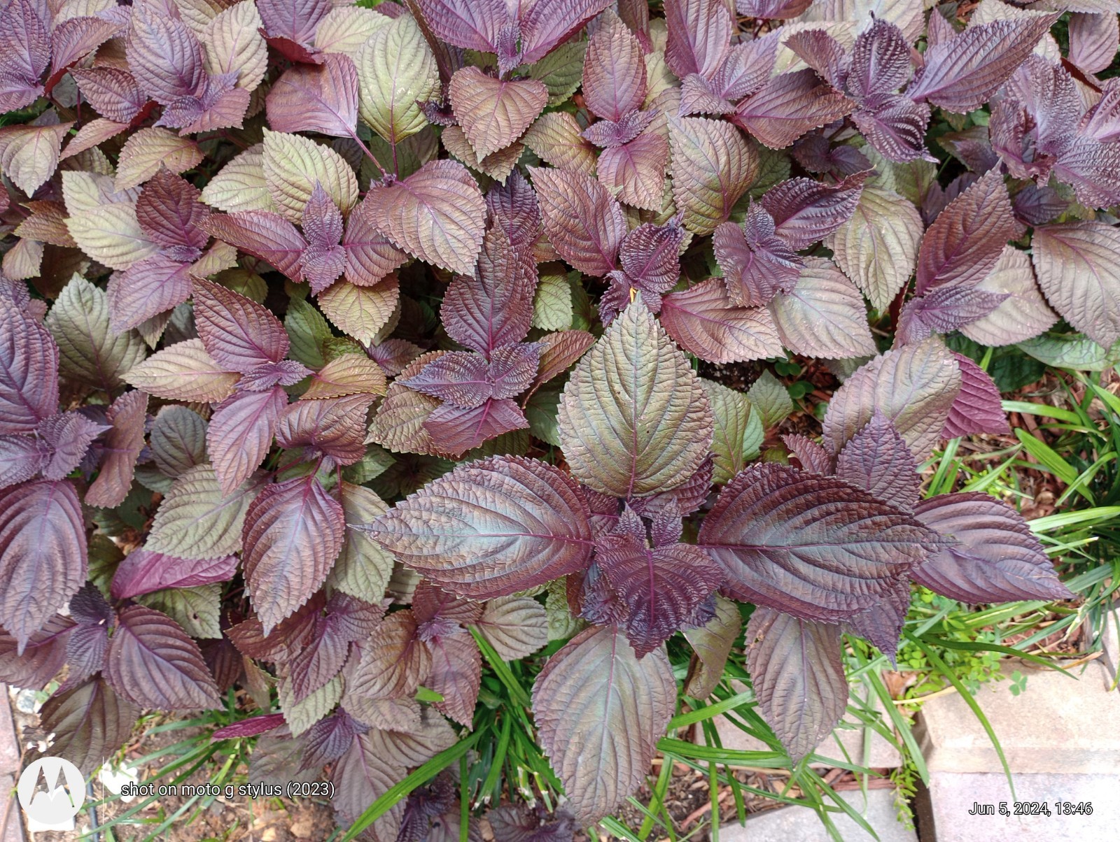 Over 1000 Purple Shiso Seeds, Perilla, Beefsteak Plant * organically Grown