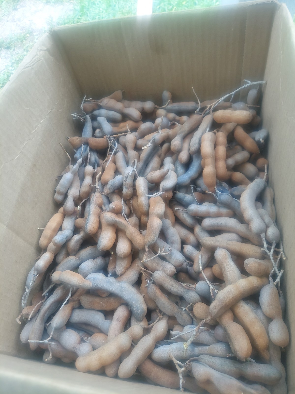 Whole Tamarind Pods Dried Bulk Lot Cardboard Box Dried Fruit & Vegetable