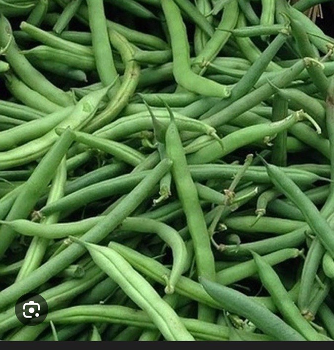 BEAN, PROVIDER BUSH, HEIRLOOM, 50+ SEEDS, NON GMO, GREEN BEANS