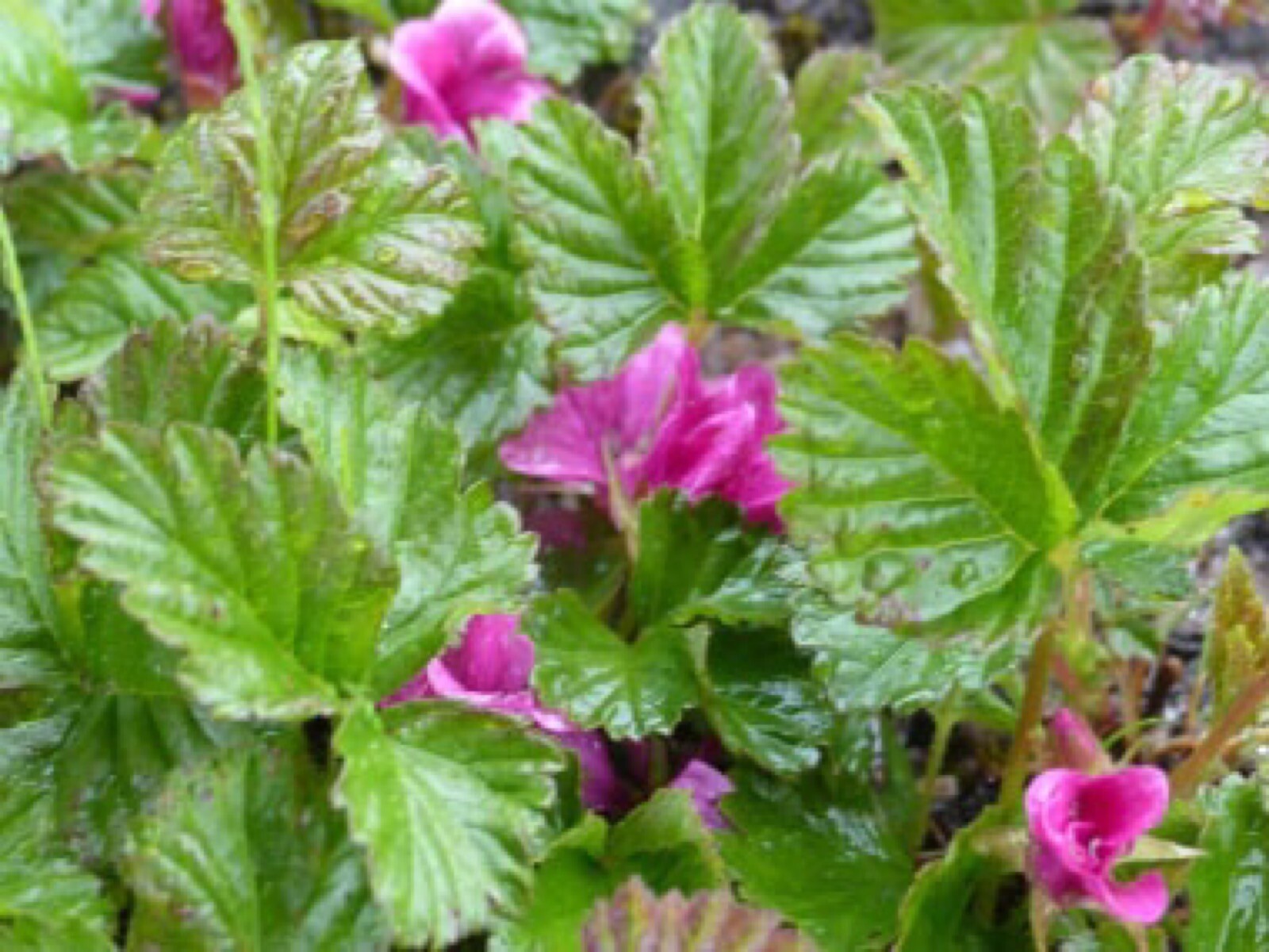 Arctic Raspberries ‘Beta’ and ‘Sophia’ (Rubus arcticus x stellarcticus) 2 pots