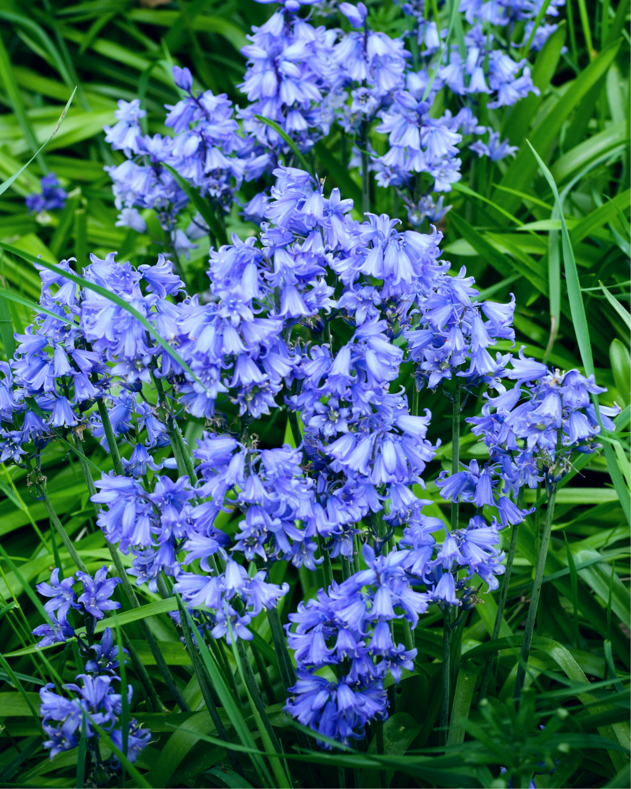 10 Mixed WOOD HYACINTH English Woodland Spanish Bluebell Scilla Flower Seeds