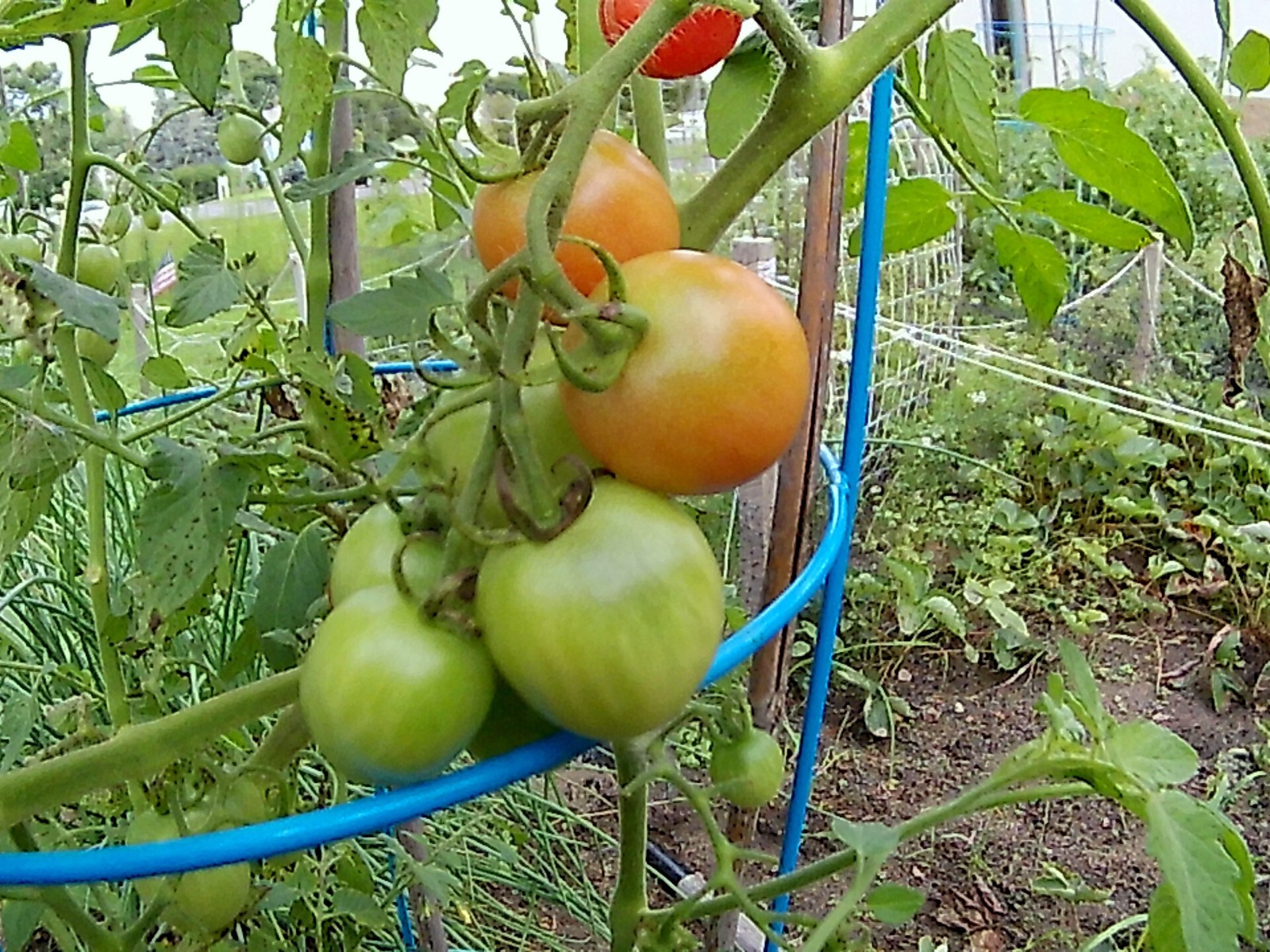 *NEW* ORGANIC PINK PRINCESS CHERRY TOMATO 20 FRESH SEEDS SWEETEST *FRESH 2023*