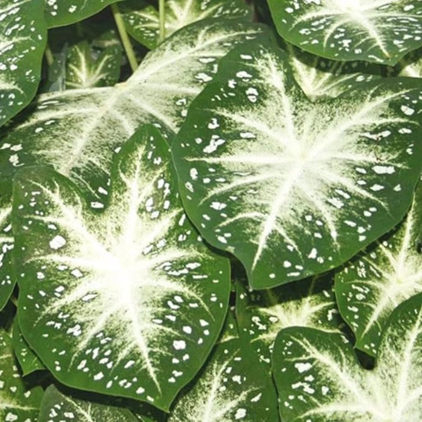 Caladium ‘Stardust’ – Size #2 Bulbs (8 Bulbs, 1 to 1.5 inches)