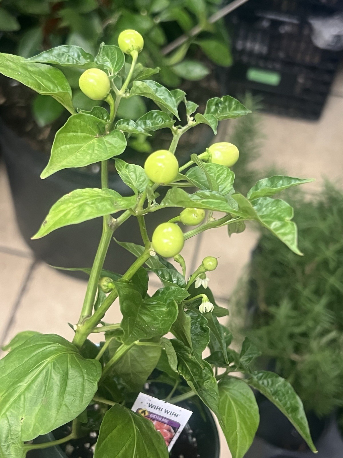 Extremely Hot Wiri Wiri Pepper Plants 225,000 SH One Live Plant In 4” Pot