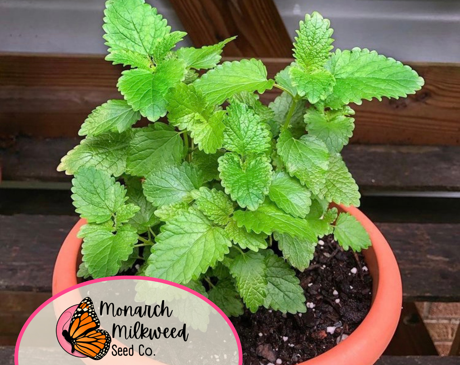 1800+ Lemon Balm Seeds | Non-GMO Herb Garden Seed Packet, Melissa officinalis
