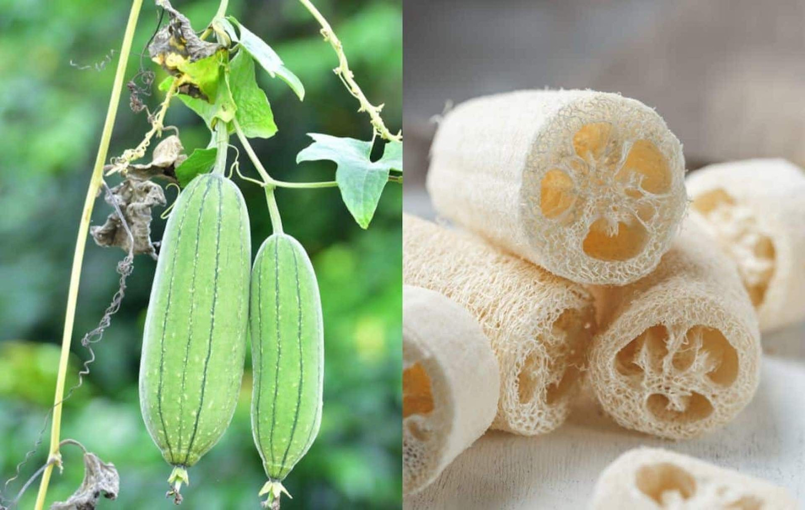 24 LUFFA GOURD SEEDS – LOOFAH SPONGE GOURD – DISHCLOTH GOURD – LARGE —– RARE