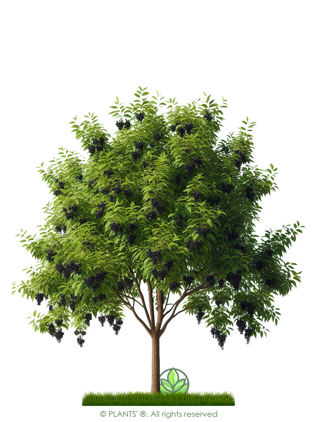 European Black Cherry Tree | Premium Seeds | Prunus padus ‘Summer’ | Plants’®