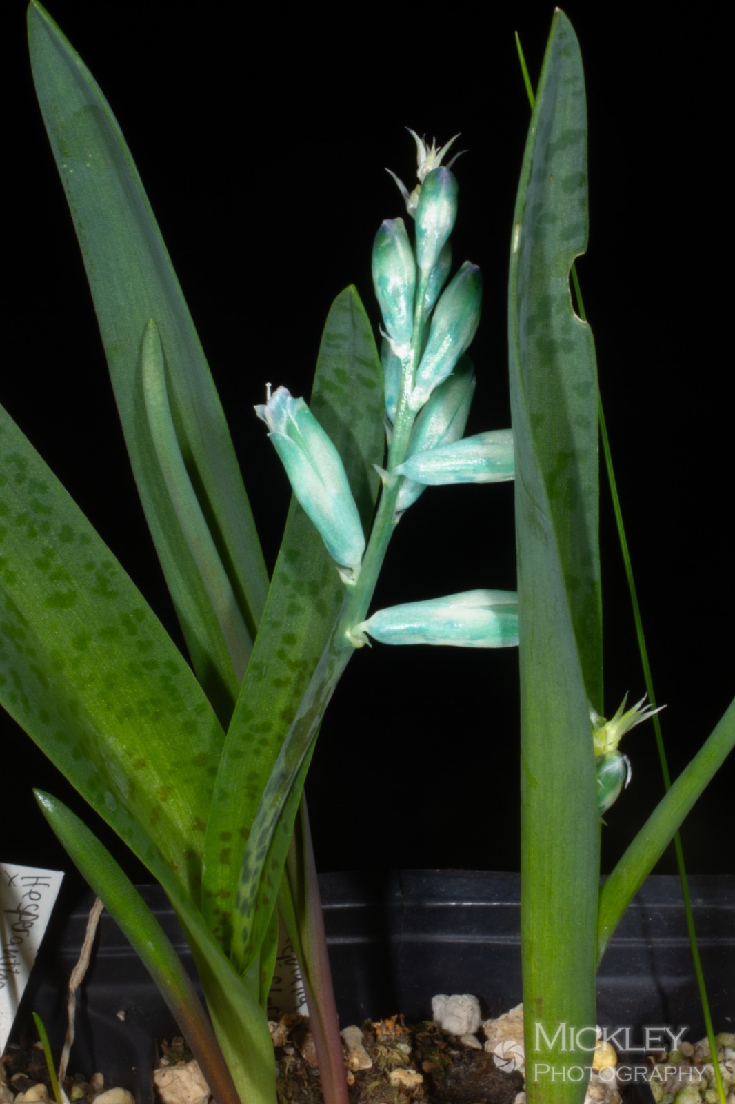 Lachenalia viridiflora, 10 seeds – Turquoise Hyacinth, spotted leaves