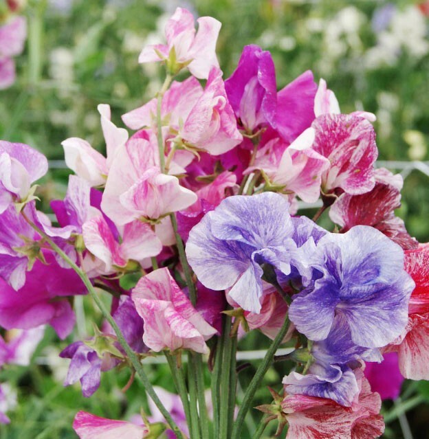 Landscaper’s Pack CLIMBING VINE MIX Colorful Climbers 6 Species 200 Seeds