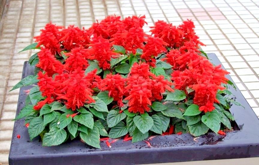 301+SCARLET SAGE Flower Seeds Wildflower Garden Container Drought Heat Cold Easy