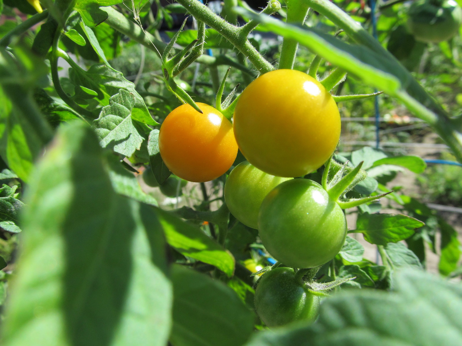 *NEW* *2024* ORGANIC GROWN SUN GOLD CHERRY TOMATO 20 SEED SWEET TOMATO FRESH!