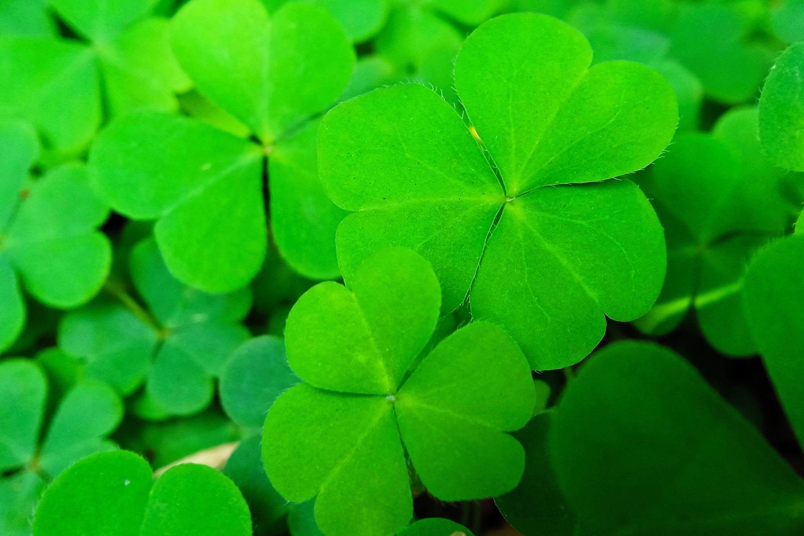 2000 MICROCLOVER Dwarf Miniature Trifolium Repens White Flower Clover Lawn Seeds