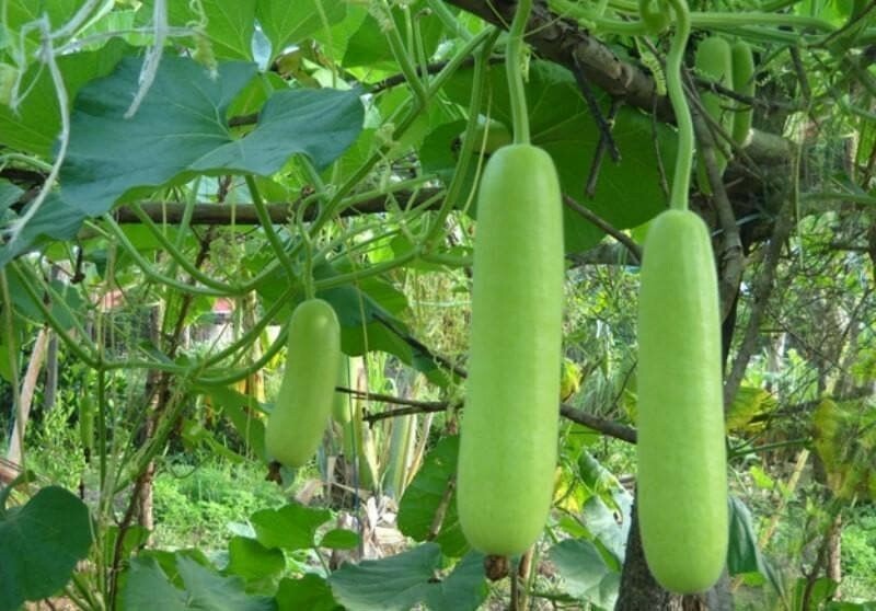 Lagenaria siceraria | Birdhouse Gourd | Calabash Corsican | Tasmania | 10_Seeds