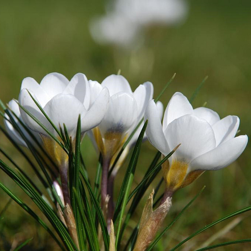 25pc CROCUS SAFFRON SEEDS Garden Plant Flower exotic USA seller FREE shipping