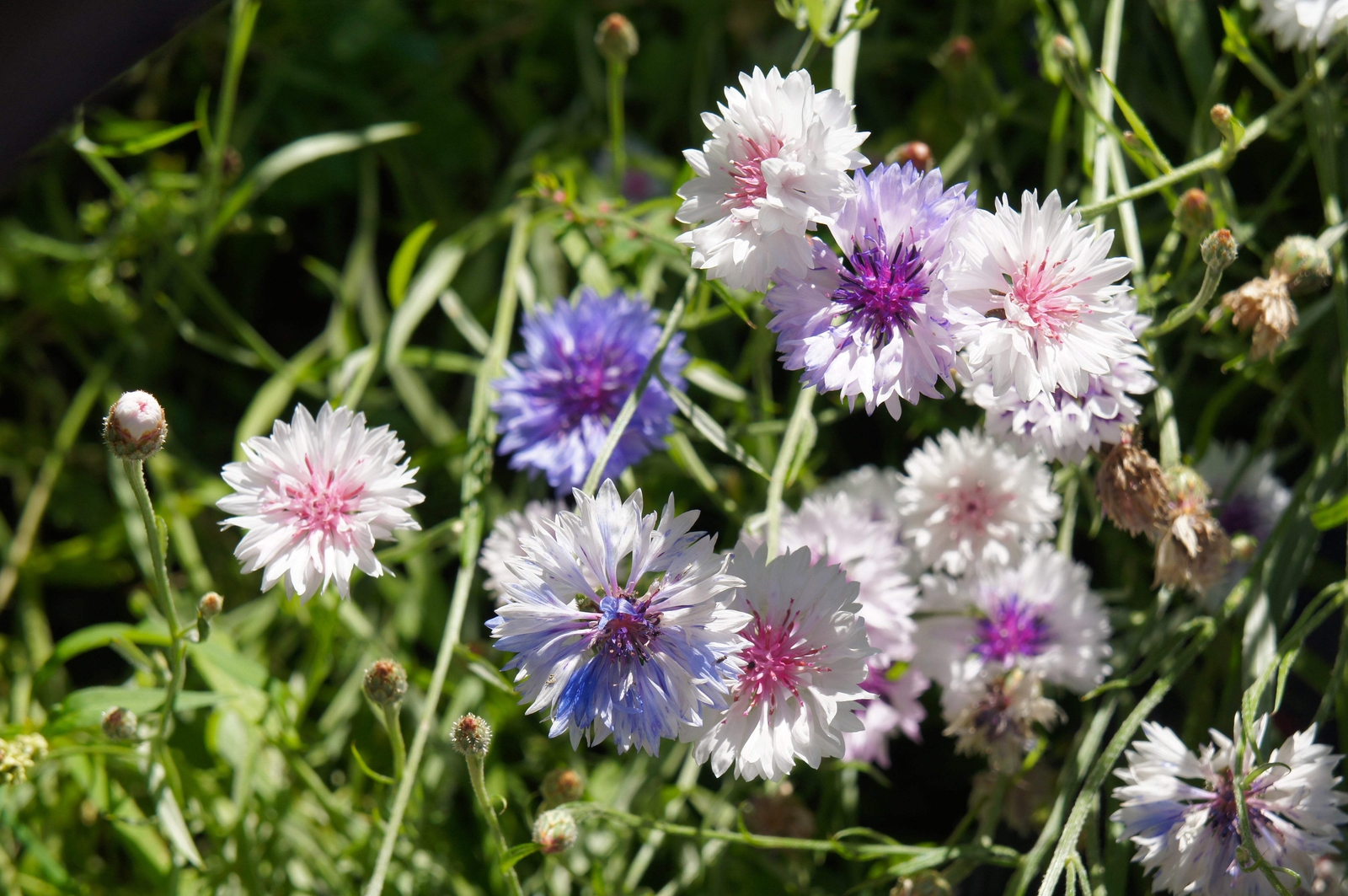 750 White BACHELOR’S BUTTON / CORNFLOWER Centaurea Cyanus Flower Seeds