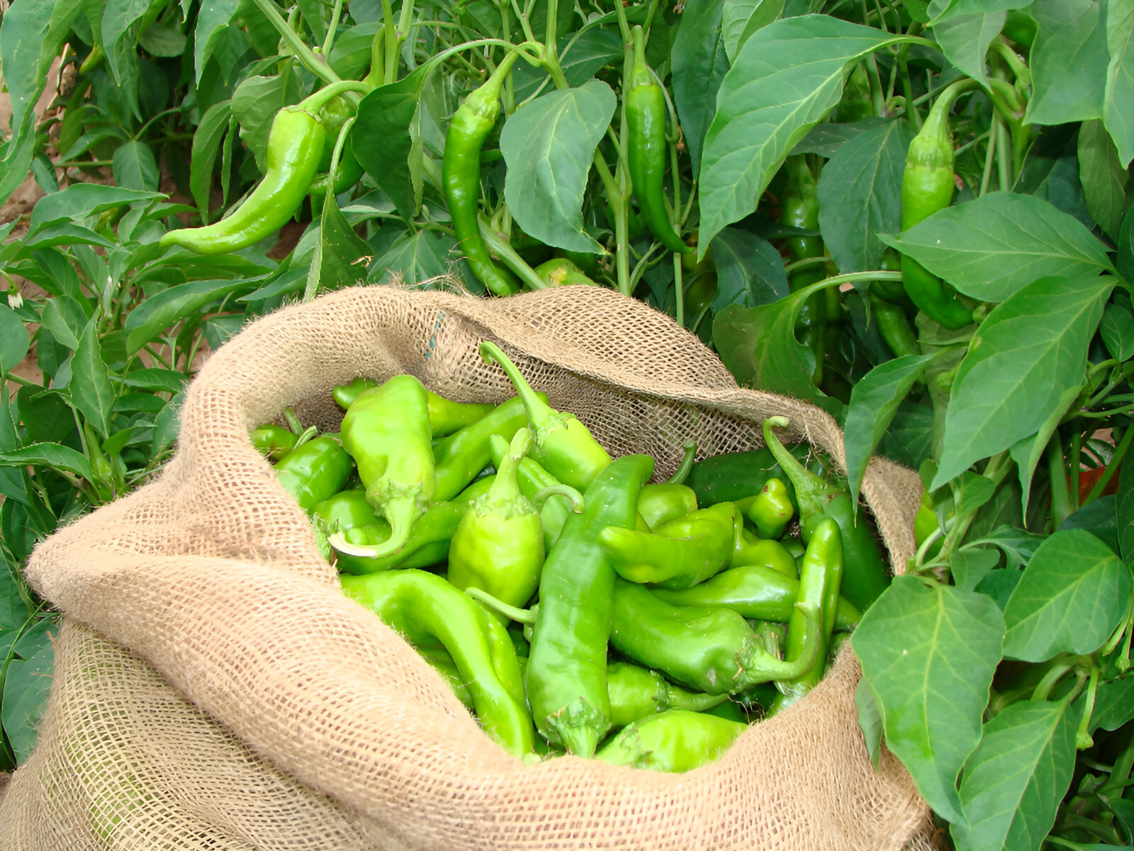 75 Heirloom Sandia NuMex Hatch Chile Pepper Seeds – Giant Flavorful Medium Heat